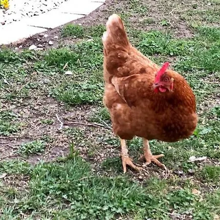Ca Vettor Frühstückspension