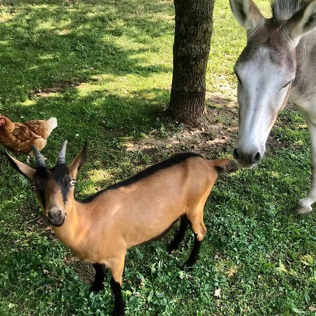 Cà Vettor Couette-café Affi