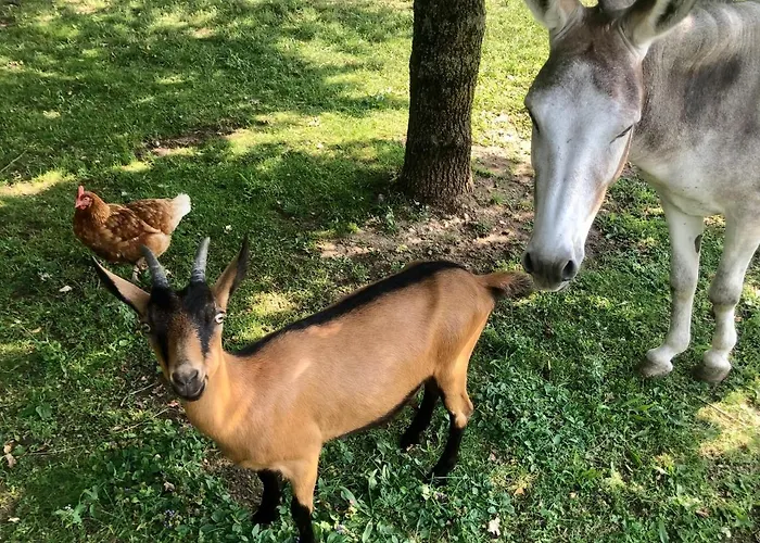 Cà Vettor Bed & Breakfast Affi