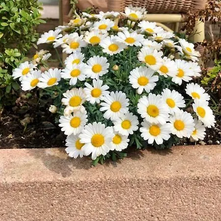 Ca Vettor فندق مبيت وإفطار آفي